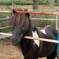 Pony intero
