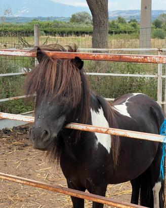 Pony intero