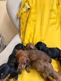 Cani bassotto
