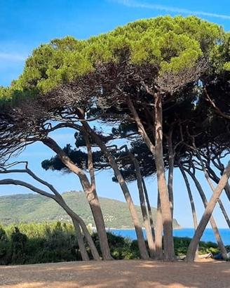 Bilocale 3+2 posti mare Baratti 10