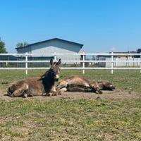 Asino Amiatino di 4 anni