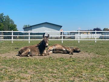 Asino Amiatino di 4 anni
