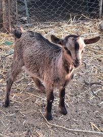 Capretto nano