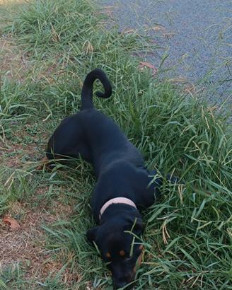 Cucciolo 7 mesi
