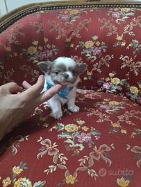Chihuahua