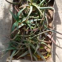 Talee aloe arborescens