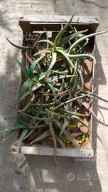 Talee aloe arborescens
