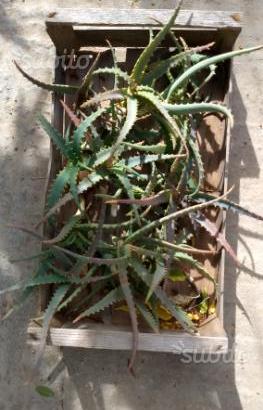 Talee aloe arborescens