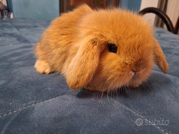 Conigli testa di leone