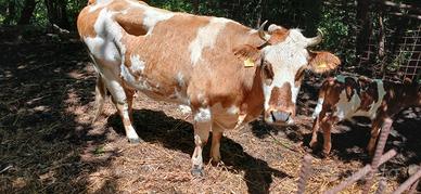 Mucca pezzata rossa