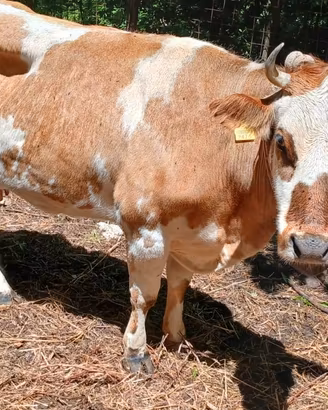 Mucca pezzata rossa