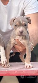 American pitbull terrier