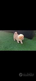 Maltipoo