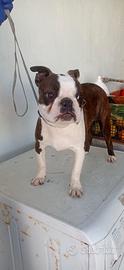 Boston terrier