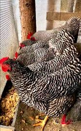 Ovaiole barred rock allevati a terra