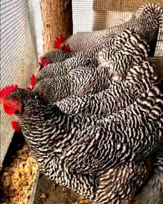 Ovaiole barred rock allevati a terra