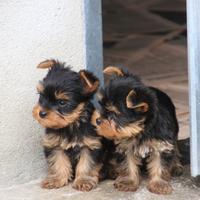 Yorkshire splendidi cuccioli con Pedigree Enci