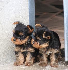 Yorkshire splendidi cuccioli con Pedigree Enci