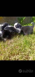 Cuccioli di Border Collie