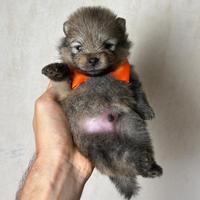 POMERANIA TOY cucciolo orange 2 mesi spitz