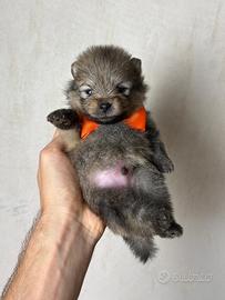 POMERANIA TOY cucciolo orange 2 mesi spitz