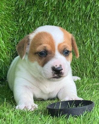 Jack russell