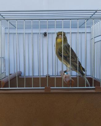 Canarini maschi Timbrado Spagnolo