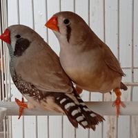 Bruno GNxBR coppia MAGGIORATA