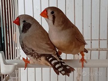 Bruno GNxBR coppia MAGGIORATA