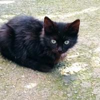 Gattino nero porta fortuna