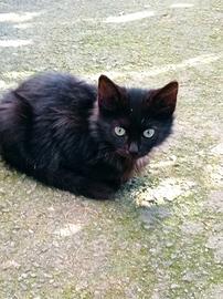 Gattino nero porta fortuna