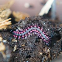 Millepiedi drago rosa, Desmoxytes Planata