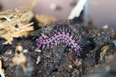 Millepiedi drago rosa, Desmoxytes Planata