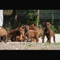 Disponibili cuccioli di American Pitbull Terrier