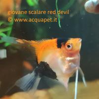 Scalari red devil giovani