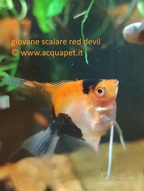 Scalari red devil giovani