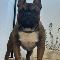 Buldog Francese per monta