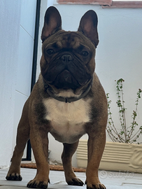 Buldog Francese per monta