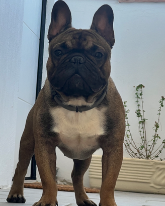 Buldog Francese per monta