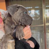 Cuccioli Cane Corso Italiano