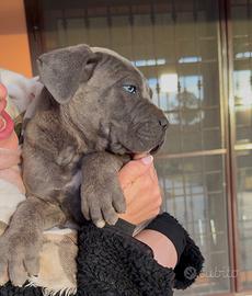 Cuccioli Cane Corso Italiano