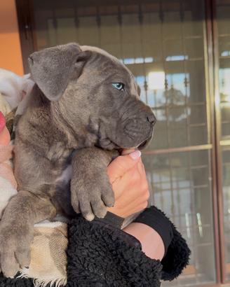 Cuccioli Cane Corso Italiano