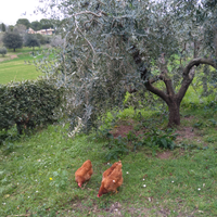 Sotto l'ulivo in libertà