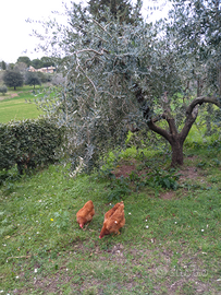 Sotto l'ulivo in libertà