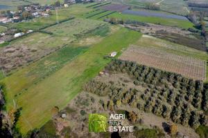 Terreno agricolo 6 HA con impianto kiwi e 2 pozzi