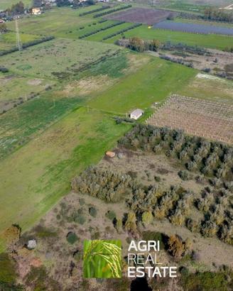 Terreno agricolo 6 HA con impianto kiwi e 2 pozzi
