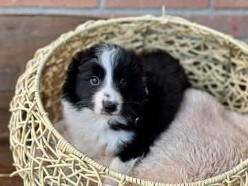 Border collie