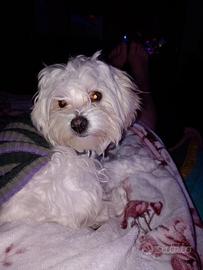 Maltesina femmina di quasi 10 mesi