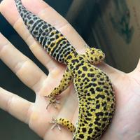 Geco leopardino