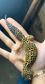 Geco leopardino